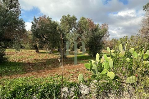 Terra a Carovigno, Brindisi, Carovigno - € 16.000 | Ref: Terreno Arrighi - foto 4
